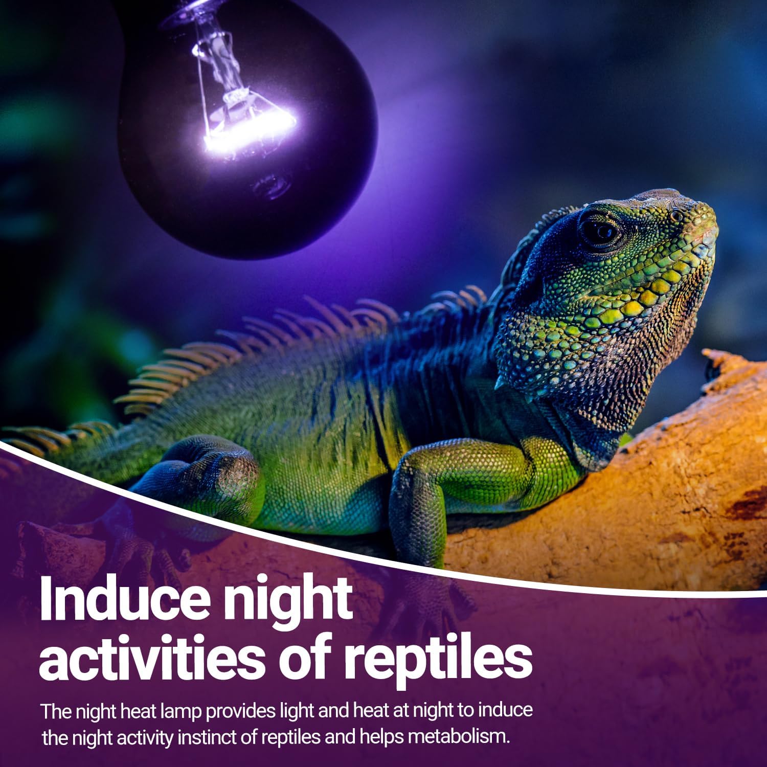 REPTI ZOO 2PCS Reptile Night Heat Lamp, 50W Moonlight Heat Bulb Infrared Heating Light Purple Reptile Heat Lamp Night Bulb for Bearded Dragon, Lizard, Snake, Turtle