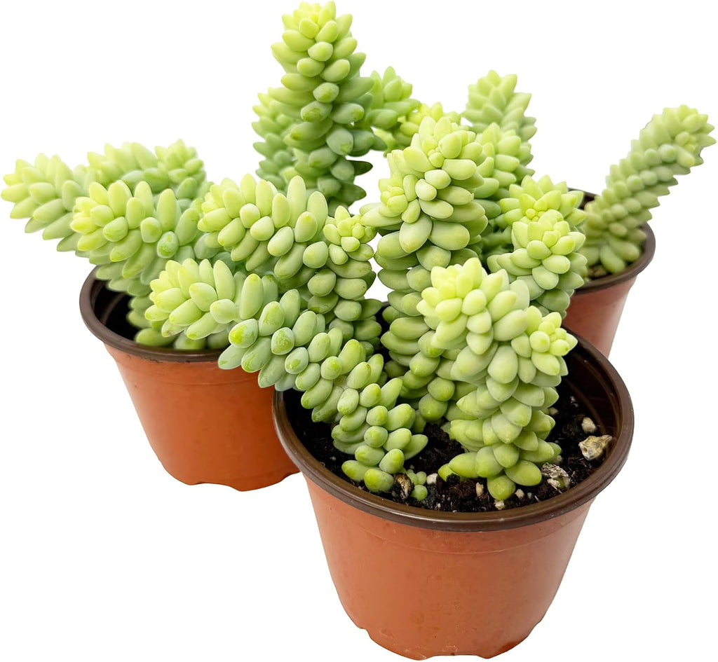 Sedum Burrito (Burro’s Tail) Live Succulent Plant - Trailing Green Bead Foliage, Easy Care Indoor Hanging Basket Succulent for Home & Office Decor (Rooted in 4" Nursery Pot)