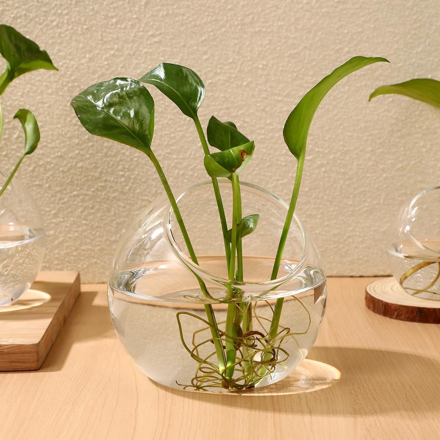 3PCS Glass Terrariums for Plants Glass Fish Bowls Plant Terrarium Air Plant Planter Desktop Bubble Bowls Clear Vases Air Plants Holders Succulent Terrarium