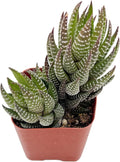 2" Live Succulent Plants Haworthia coarctata, Mini Potted Succulents, Easy Care Indoor Houseplant, Unique Gifts, Home Office Décor
