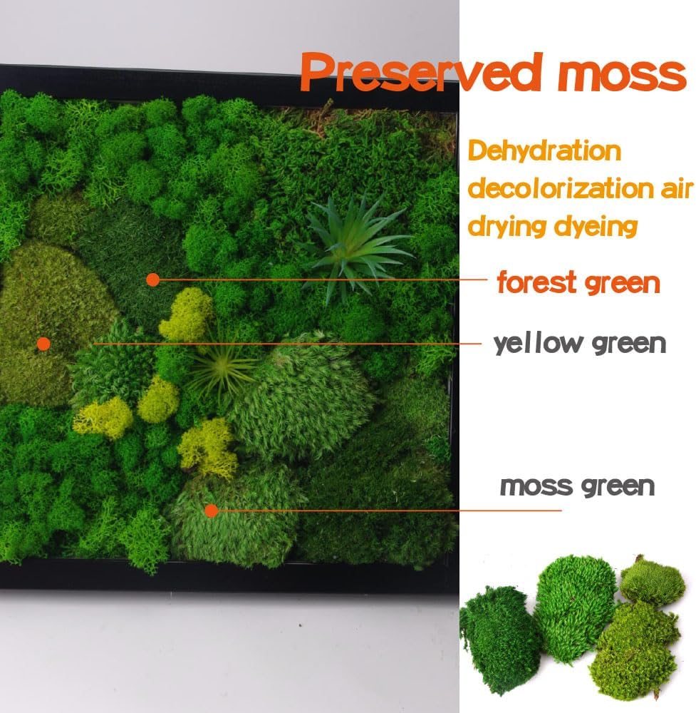 2 sq.ft Preserved Moss for Wall Decor Table Decor for DIY Bowl of Pole Moss Pillow Moss Natural Green (Moss Green -2.0sq.ft)