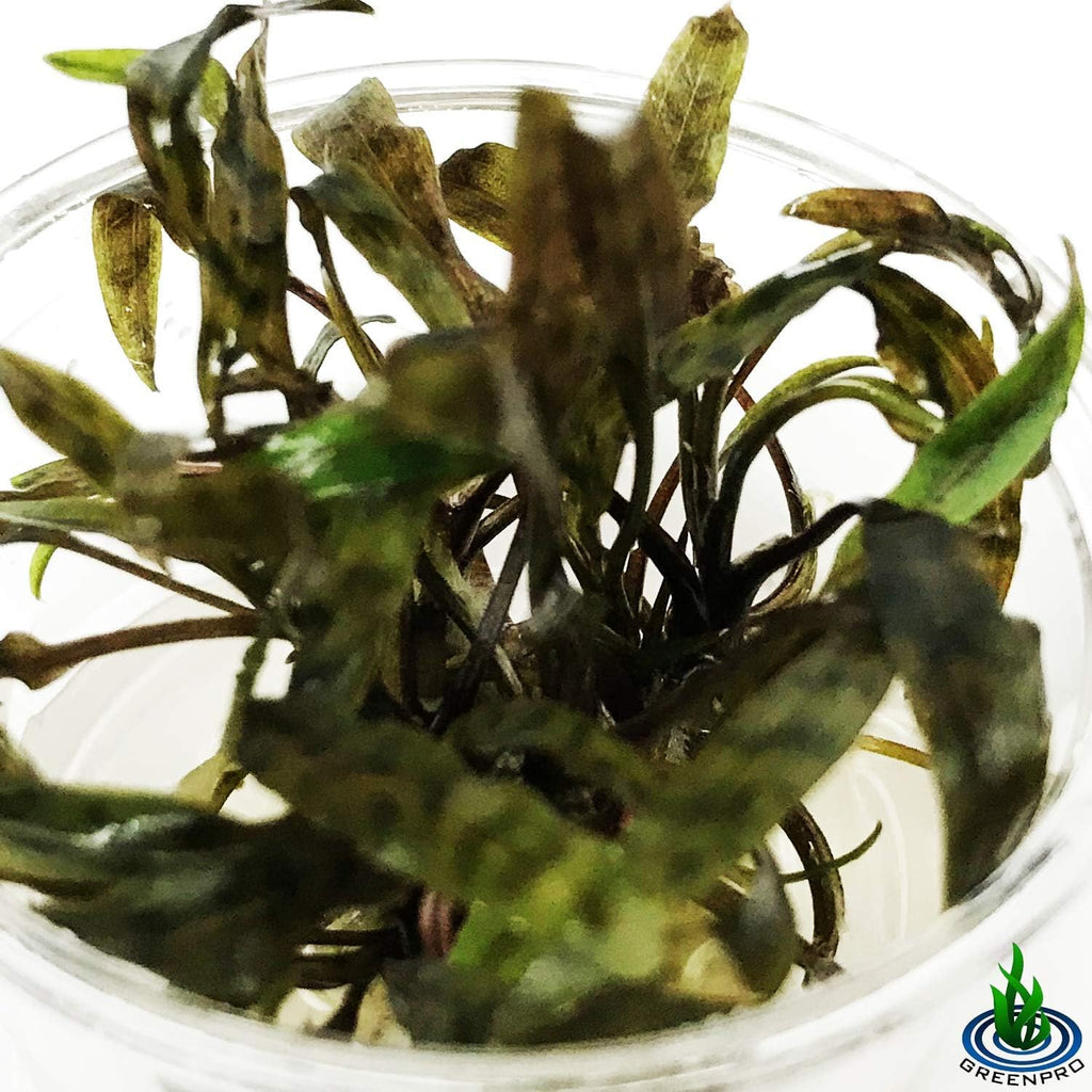 Cryptocoryne Nurii Nano Mini Tissue Culture Freshwater Live Aquarium Plants Decoration