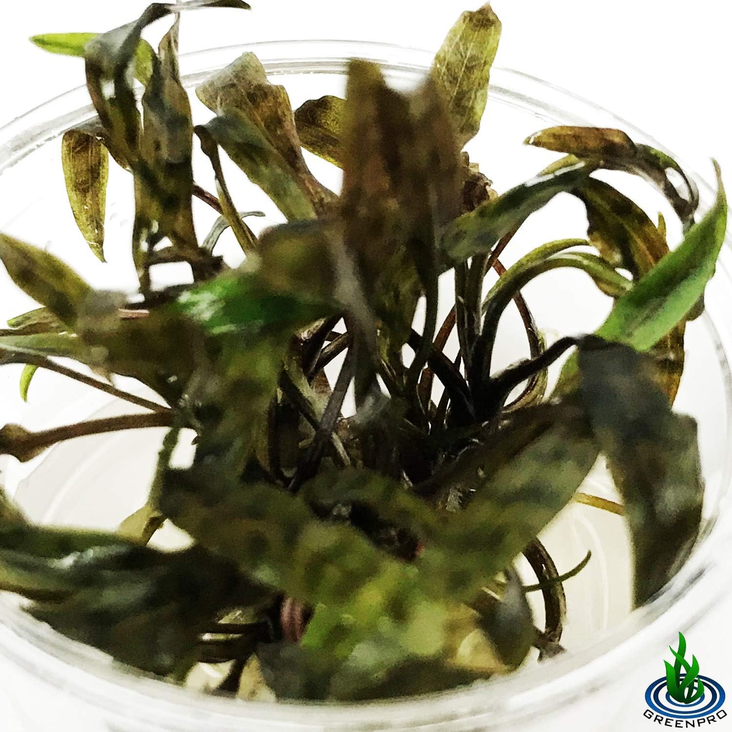 Cryptocoryne Nurii Nano Mini Tissue Culture Freshwater Live Aquarium Plants Decoration