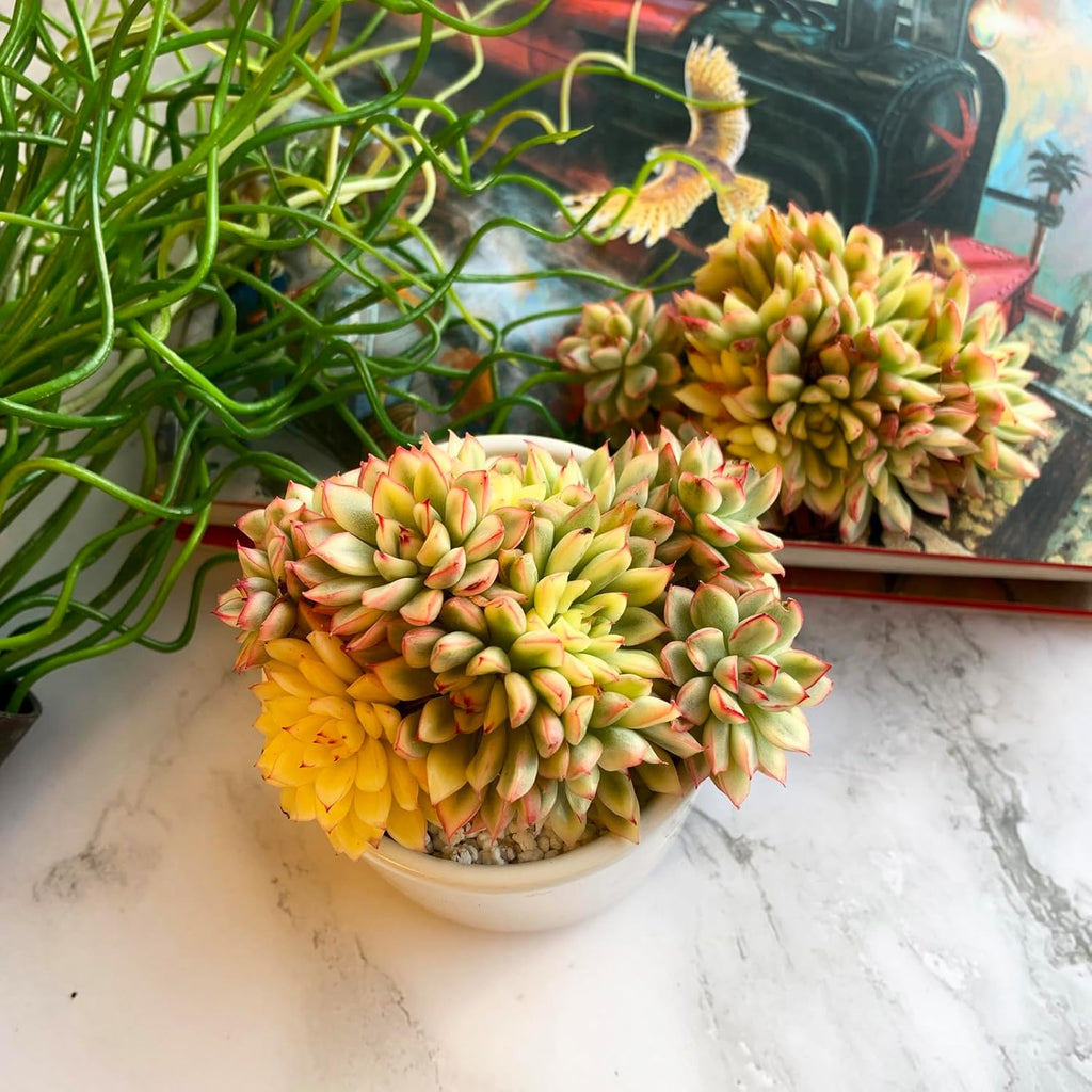 Echeveria Mebina Variegata Rare Live Succulent Plants, Variegated 4" Bare Root Without Pot & Soil, Garden Indoor Office Desk Baby Shower Decoration, Friend Plant Lovers Gifts