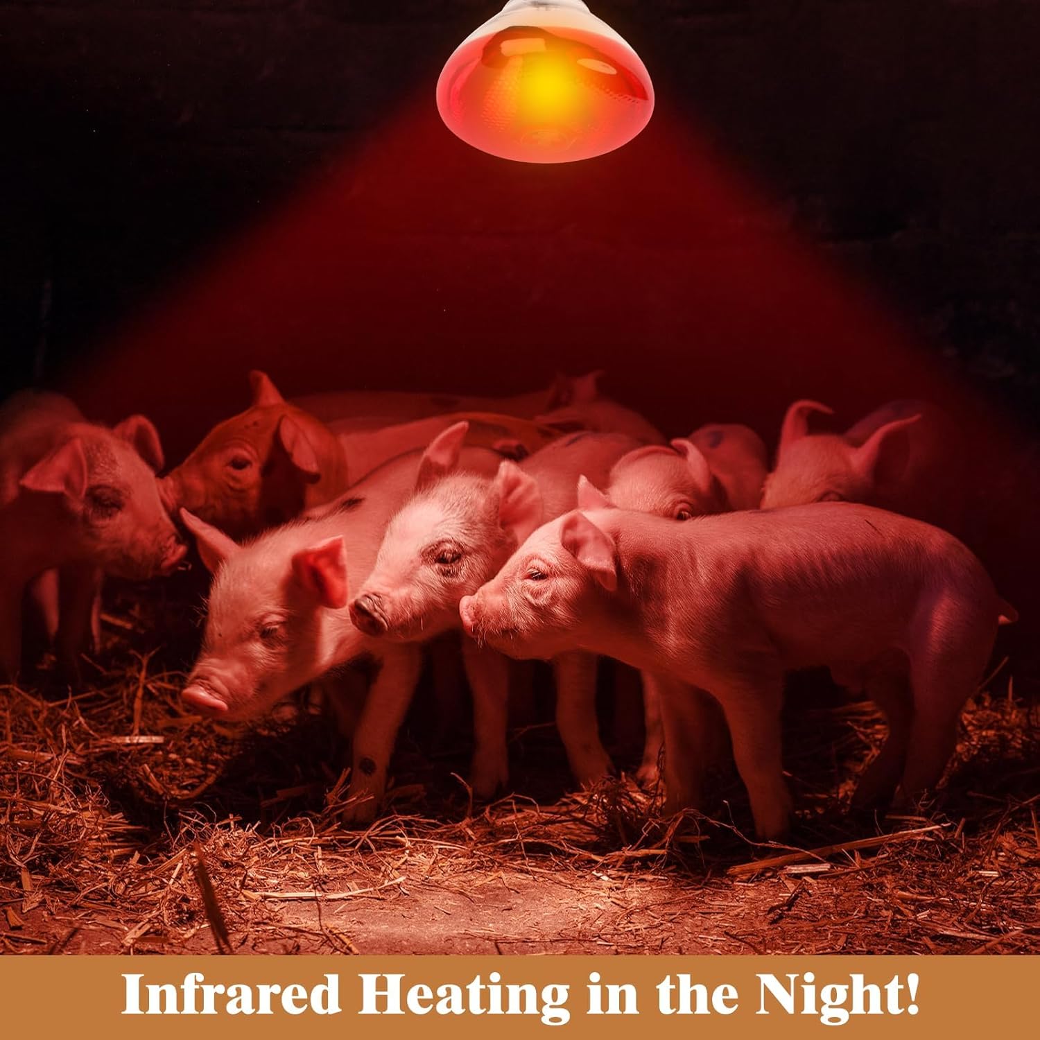 250W Red Heat Lamp Bulbs for Chicken,Infrared Flood Light Heat Lamp Bulb, Incandescent Light Heat Lamps for Chicks, Reptile, Pets, Par38 Glass E26 Base 2PCS