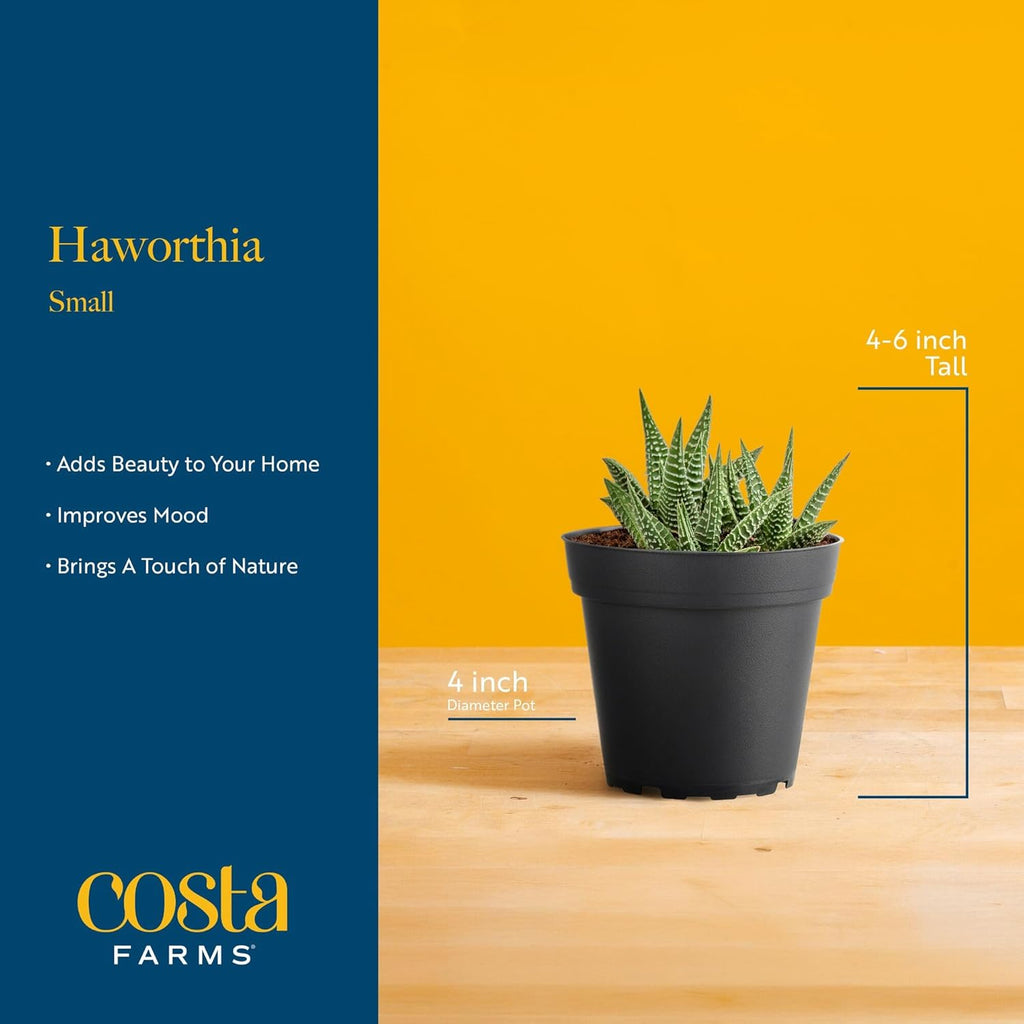 Costa Farms Live Succulent Plant, Easy to Grow Grower’s Choice Haworthia, Potted in Décor Plant Pot, Succulent Potting Mix, New House Plants Gift, 4-Inches Tall