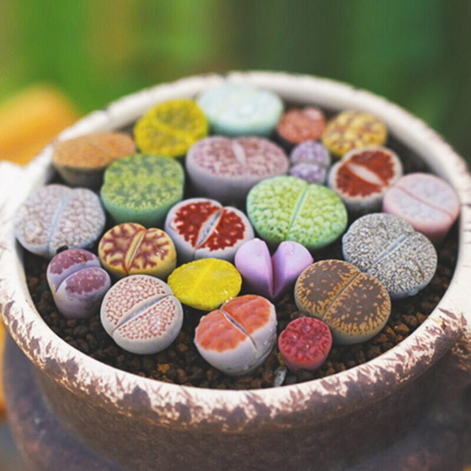 25 Mixed Lithop Plants Live - Assorted Living Stone Succulents Lithop Live Plants - Great for Indoor Spaces, Container Gardening