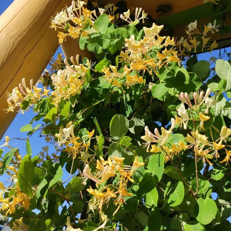 Honeysuckle Plant Live for Planting, Lonicera Honeysuckle Vine, Very Hardy, in 2.5 Inc Pot, Fragrant Yellow Bloom