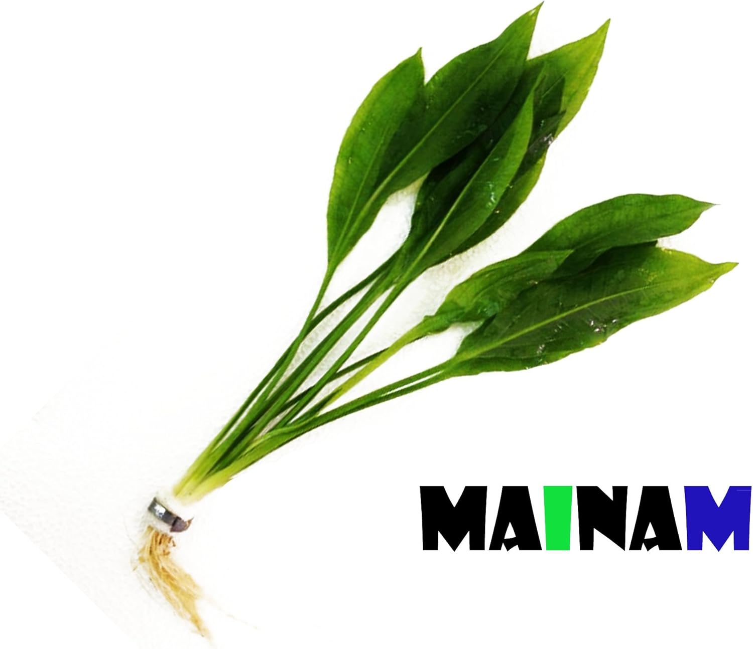 Amazon Sword Plant Echinodorus Bleheri Tall Bunch Live Aquarium Plants Freshwater Planted Tank Decorations by Mainam