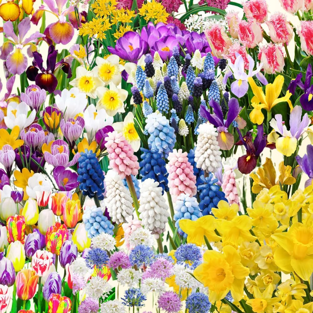 80 Mixed Flower Bulbs for Fall Planting, Assorted Colorful Spring Blooms, Hardy Perennial Mixed Flower Bulbs for Beds, Borders & Containers, Large Size Flowers Bulb
