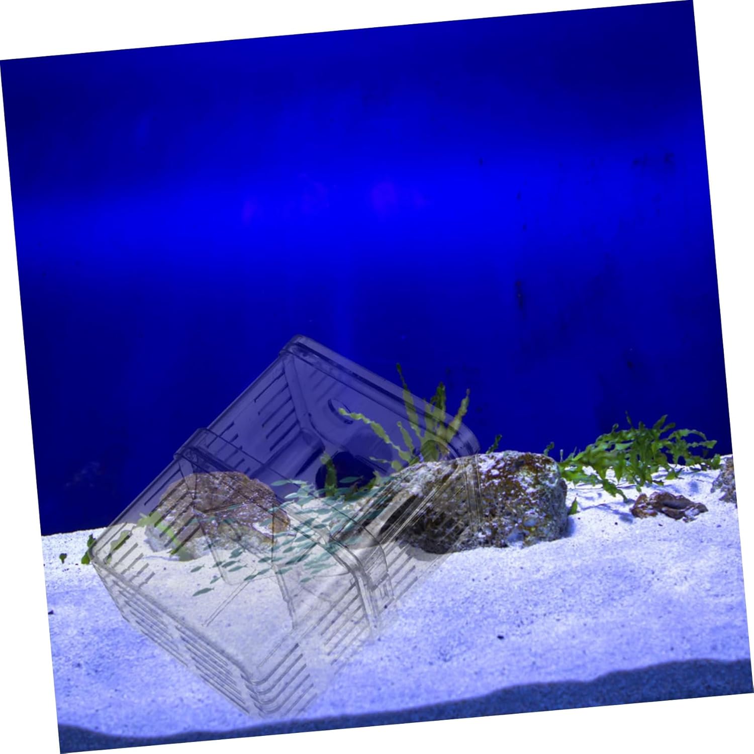 Fish Breeding Box Set 2pcs Quarantine Tank Aquarium for Guppy Fry and Fish Specimen Color