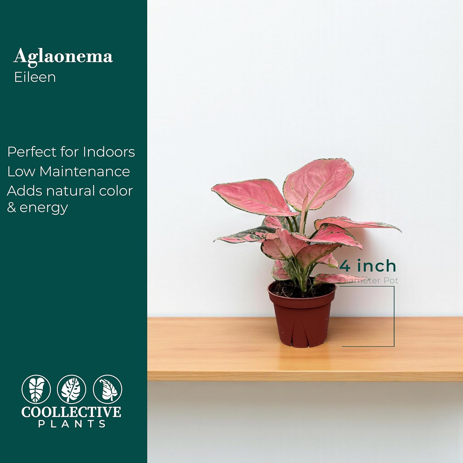 CoollectivePlants Aglaonema Beauty Pink – Aglaonema Live Plant in 4” Growers Pot - Vibrant Pink Live Indoor Plant, Easy Low Maintenance Indoor Plant, Tropical Chinese Evergreen Plant Live