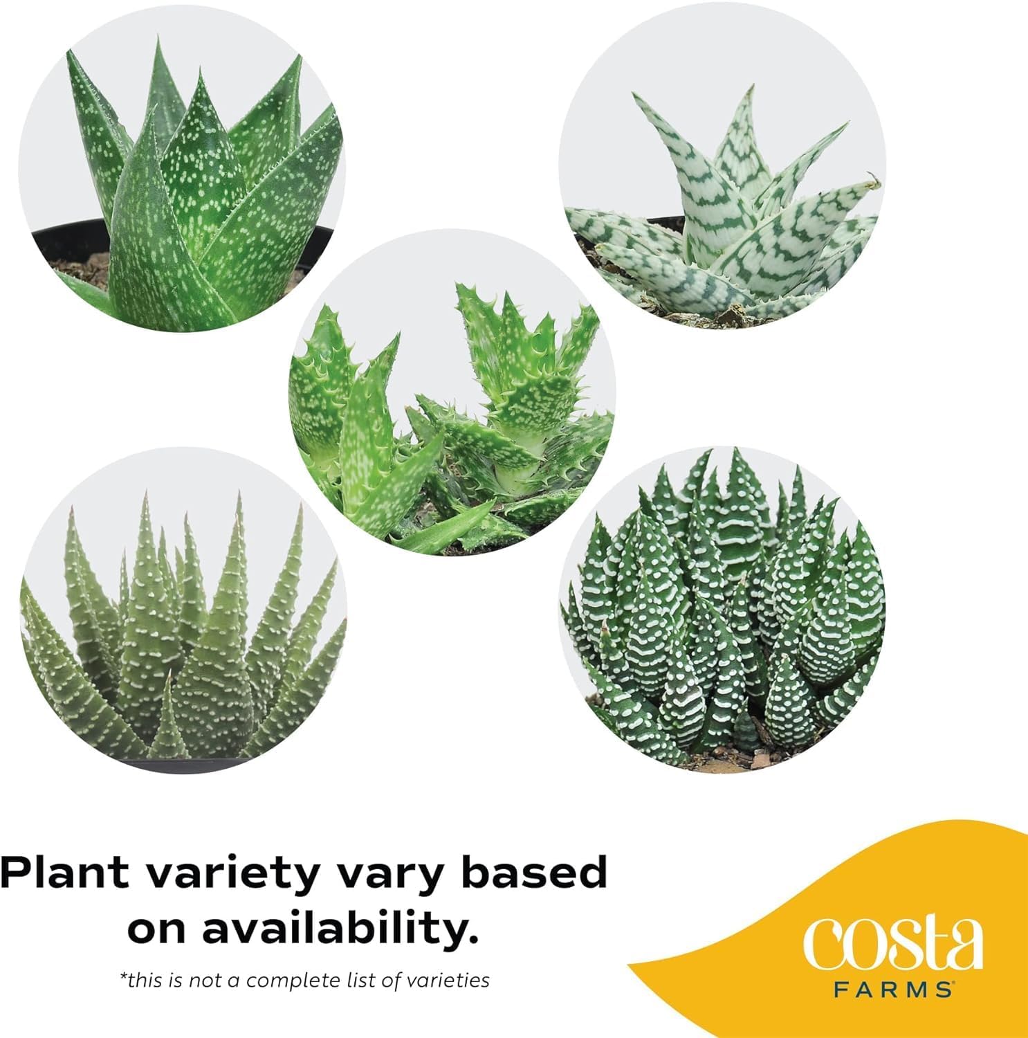 Costa Farms Live Succulent Plant, Easy to Grow Grower’s Choice Haworthia, Potted in Décor Plant Pot, Succulent Potting Mix, New House Plants Gift, 4-Inches Tall
