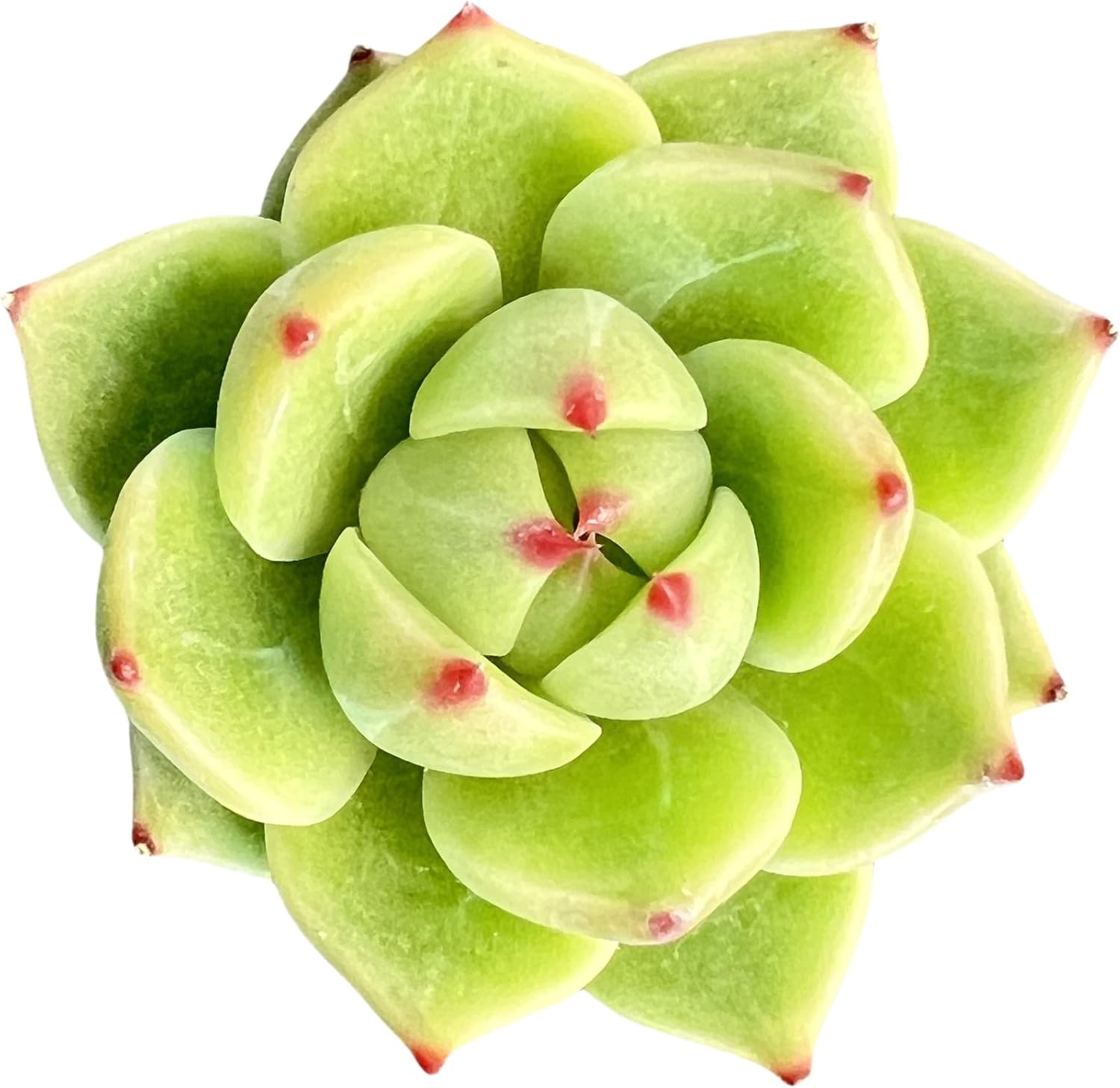 Sprout N Green 2in Echeveria Agavoides 'Blue Dragon', 1 Pack Live Mini Succulent Plant Fully Rooted in Pot, House Plant for Indoor Outdoor Home Office Wedding Decor DIY Projects Party Favor