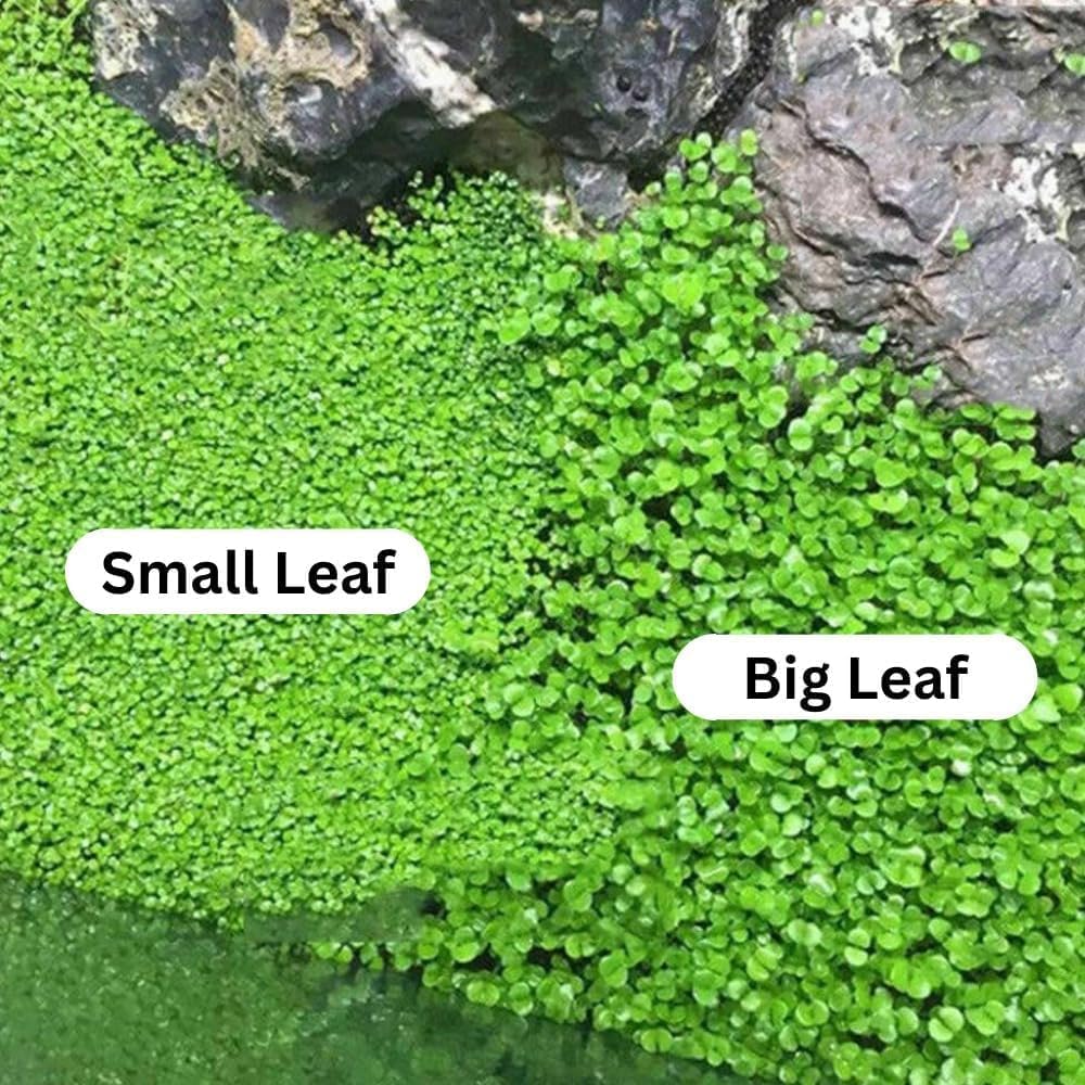Freshwater Aquarium Decor, Easy Growing Dwarf Carpet for Fish Tank/Terrarium, Natural Aquatic Plant Growth Material – 1 Pack (Small Leaf)