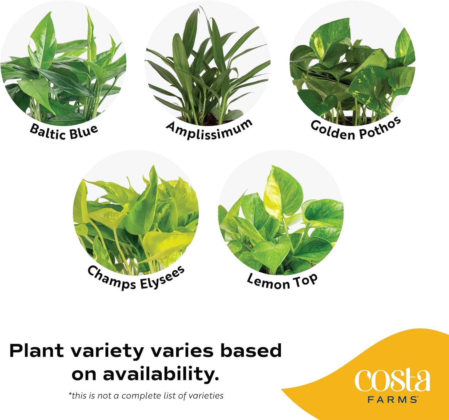Costa Farms Golden Pothos Plants, Devil's Ivy in Decorative Pots, Easy to Maintain, Air Purifying Indoor Houseplants, Home, Room, or Office Decor, House Warming Gift, 12-14 Inches Tall, Pack of 6