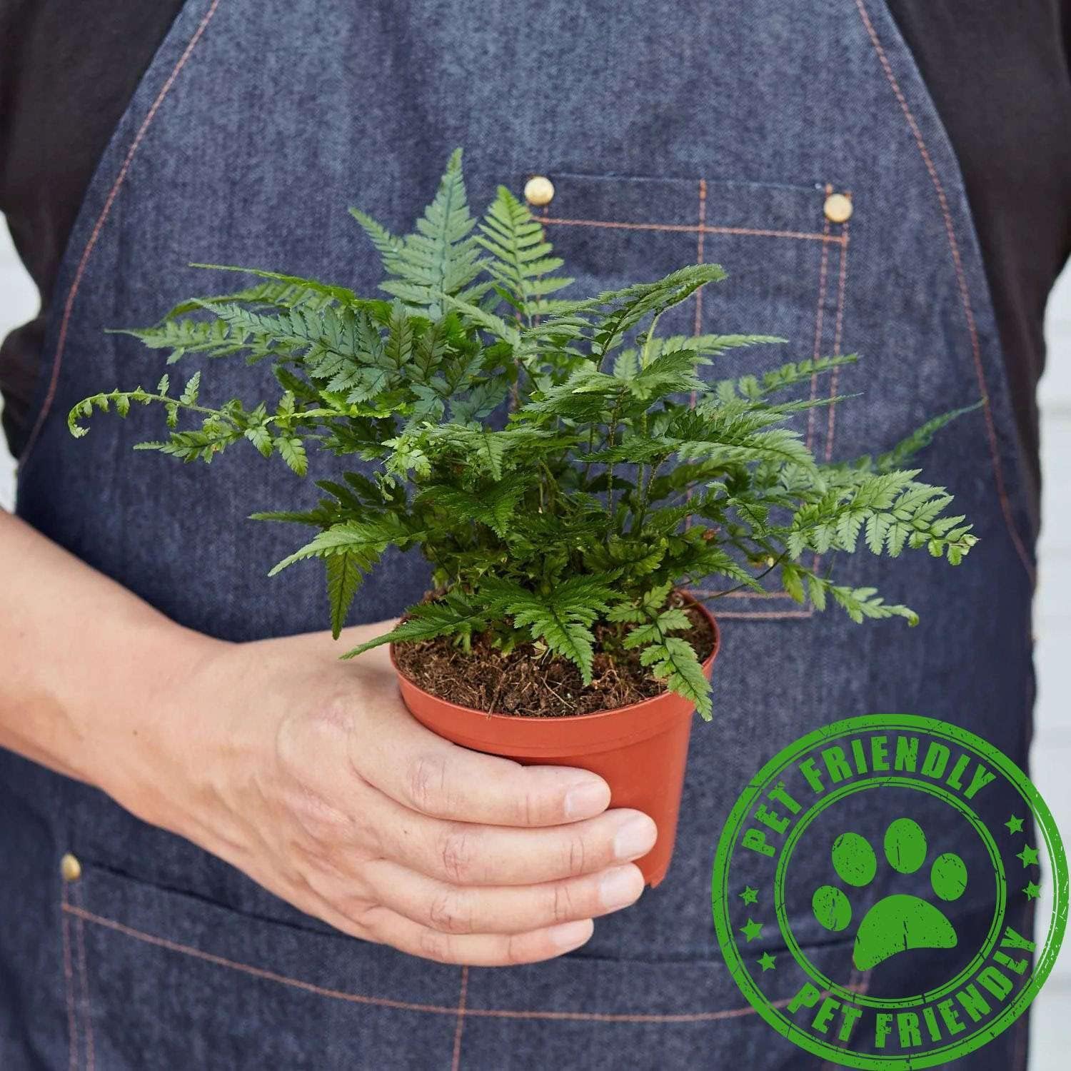 Korean Rock Fern Live Plant for Indoor | Different Houseplants in 4'' & 6'' Pot | Real House Plant for Living Room, Office, Desk & Bathroom | Polystichum tsus-simense