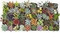 Mountain Crest Gardens Ultimate Succulent Variety Pack - 50 Unique Live Plants, Many Types, Rooted in 2 inch Pots - Indoor/Outdoor Real Succulents for Garden Decor, Favors, DIY Arrangements