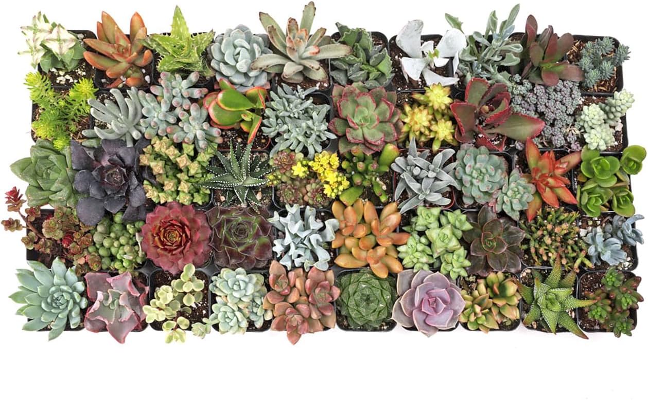 Mountain Crest Gardens Ultimate Succulent Variety Pack - 50 Unique Live Plants, Many Types, Rooted in 2 inch Pots - Indoor/Outdoor Real Succulents for Garden Decor, Favors, DIY Arrangements