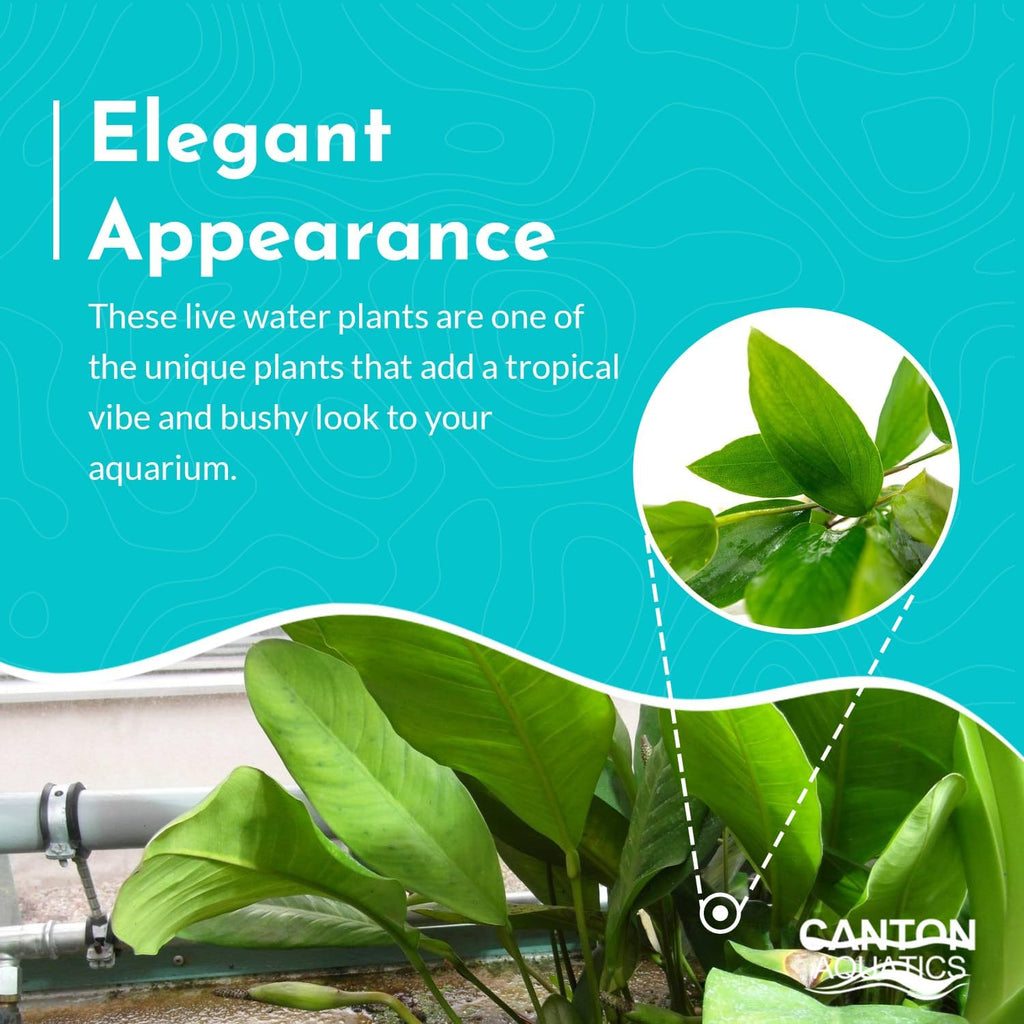 Anubias Afzelii Live Aquatic Plant in – Hardy Freshwater Plant for Aquariums, Low Light, Easy Maintenance, Perfect for Beginners & Experts, Ideal for Aquascaping - Medium