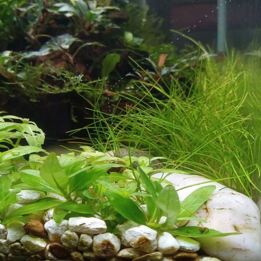Hairgrass Dwarf Eleocharis Parvula Tissue Culture US Grow Live Aquarium Plant Tropical Freshwater Decorations BUY2GET1FREE