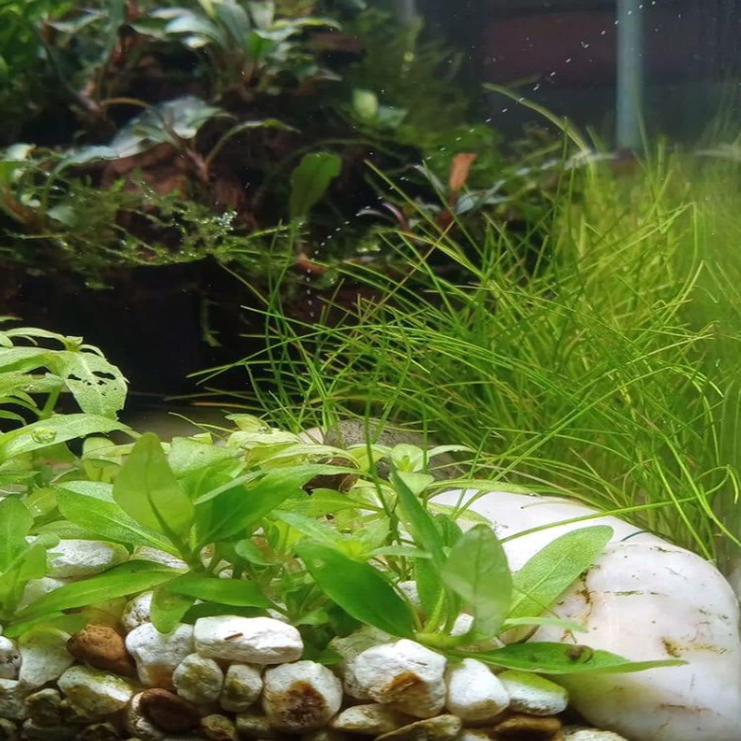 Hairgrass Dwarf Eleocharis Parvula Tissue Culture US Grow Live Aquarium Plant Tropical Freshwater Decorations BUY2GET1FREE