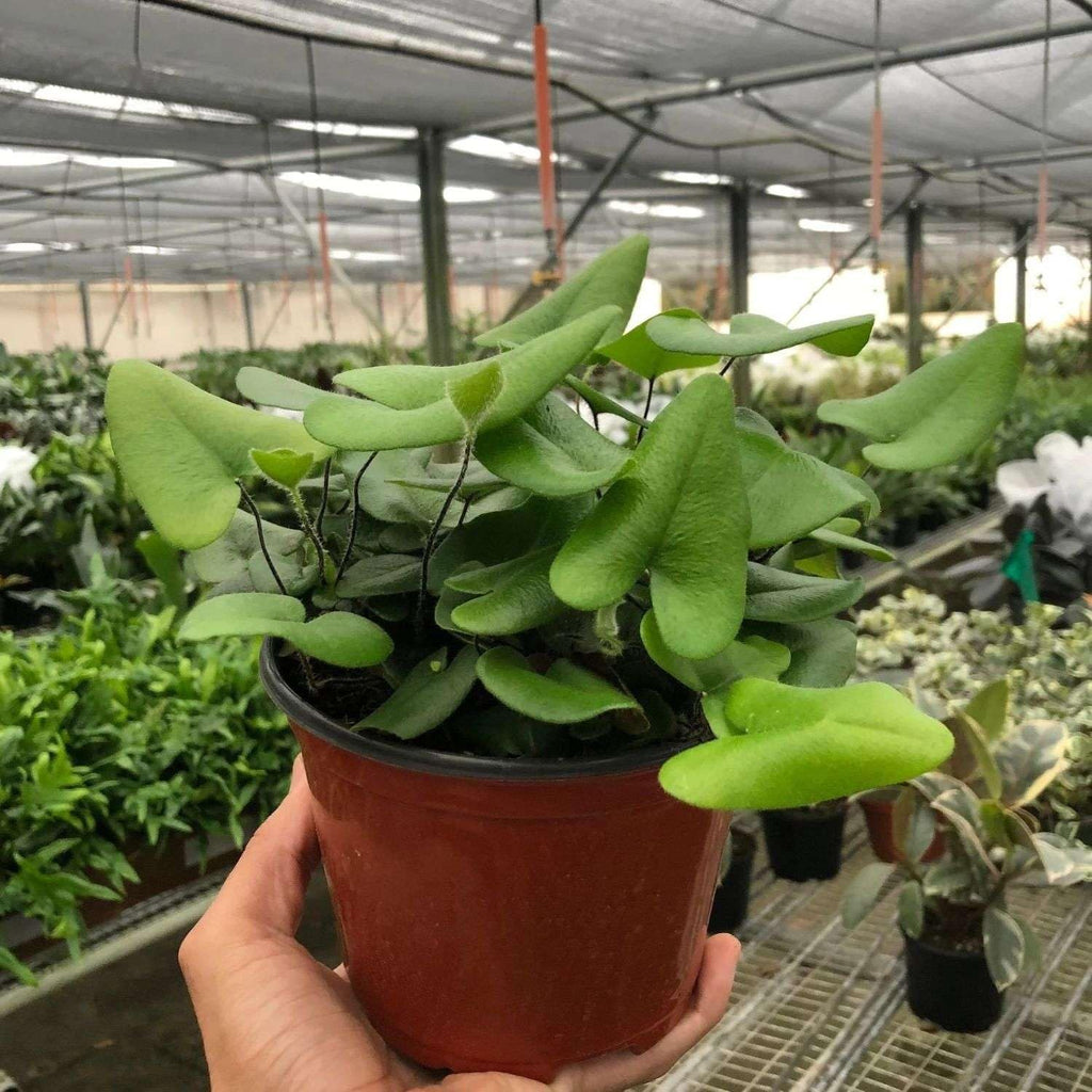 Heart Fern Live Plant for Indoor | Different Houseplants in 4'' & 6'' Pot | Real House Plant for Living Room, Office, Desk & Bathroom | Hemionitis Arifolia