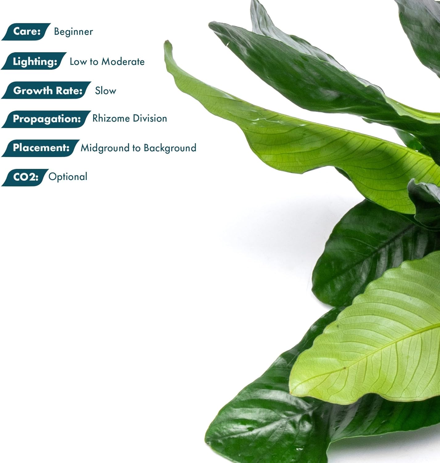 SubstrateSource Anubias Live Aquarium Plants - Potted Freshwater Plant for Fish Tanks, Terrariums - Beginner Friendly Low Light (Barteri, Mother Plant)