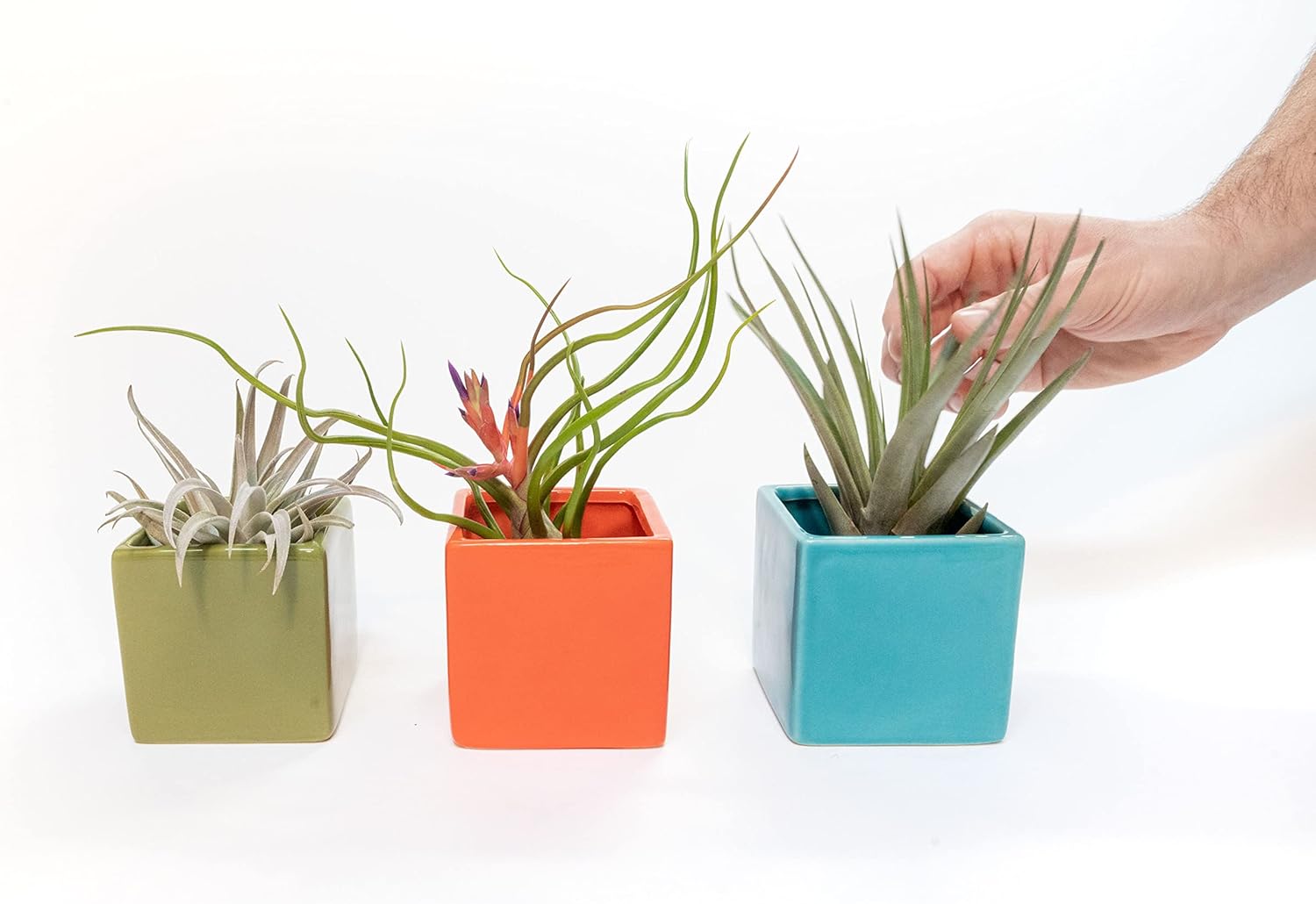 Air Plant Shop Color Cube Sets with Mixed Air Plants - Succulents - Live Tillandsia - Easy Care Indoor and Outdoor House Plants