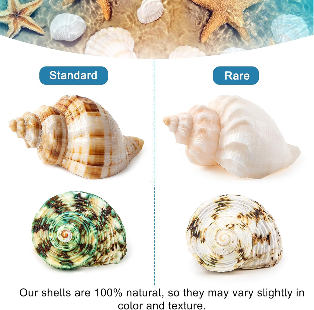 6PCS Medium Large Hermit Crab Shells | Natural Sea Conch Size 2.3" - 3.5", Opening Size 1" - 2.1" | Turbo Seashells for Hermit Crab Supplies and Beach Decoration Large Sea Shell