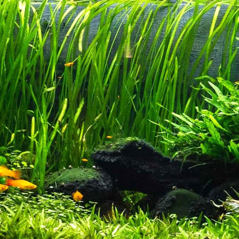 6 Green Jungle Val Plants, Aquarium Plants Live, 4 to 6 Inches Tall, Live Aquarium Plants Indoor Outdoor, Jungle Vallisneria Plant Aquatic Plant