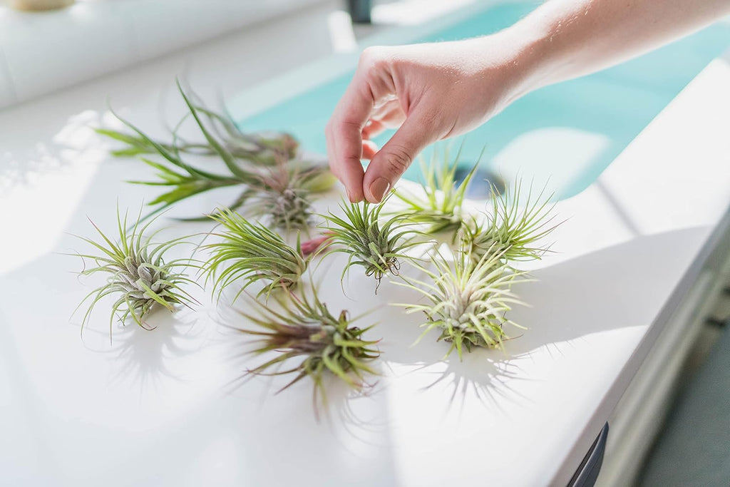 Air Plant Shop 12 Pack Assorted Ionantha Air Plants - Wholesale and Bulk - Succulents - Live Tillandsia - Easy Care Indoor and Outdoor House Plants
