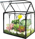 Plant Terrarium Kit, Rifny Large Glass Terrarium Jar with Absorbent Mat for Venus Fly Trap Succulent Live Air Plants Indoor Home Office Decor (Black, 8.9 x 5.9 x 9.9 inch, Without Plant Light)