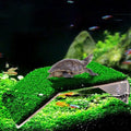 Turtle Basking Platform Lawn Resting Basking Platform Simulation Grass Ramps Tortoise Habitat Terrace Turtle Tank Accessories
