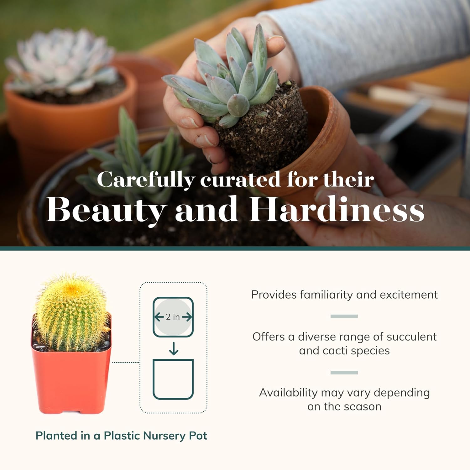 Shop Succulents Premium Live Mini Cactus and Succulent Plants in 2" Pots, Easy Care Indoor or Outdoor Gardening, Terrariums, Favors, & Contemporary Spaces with Hardy, Resilient Varieties, Pack of 20