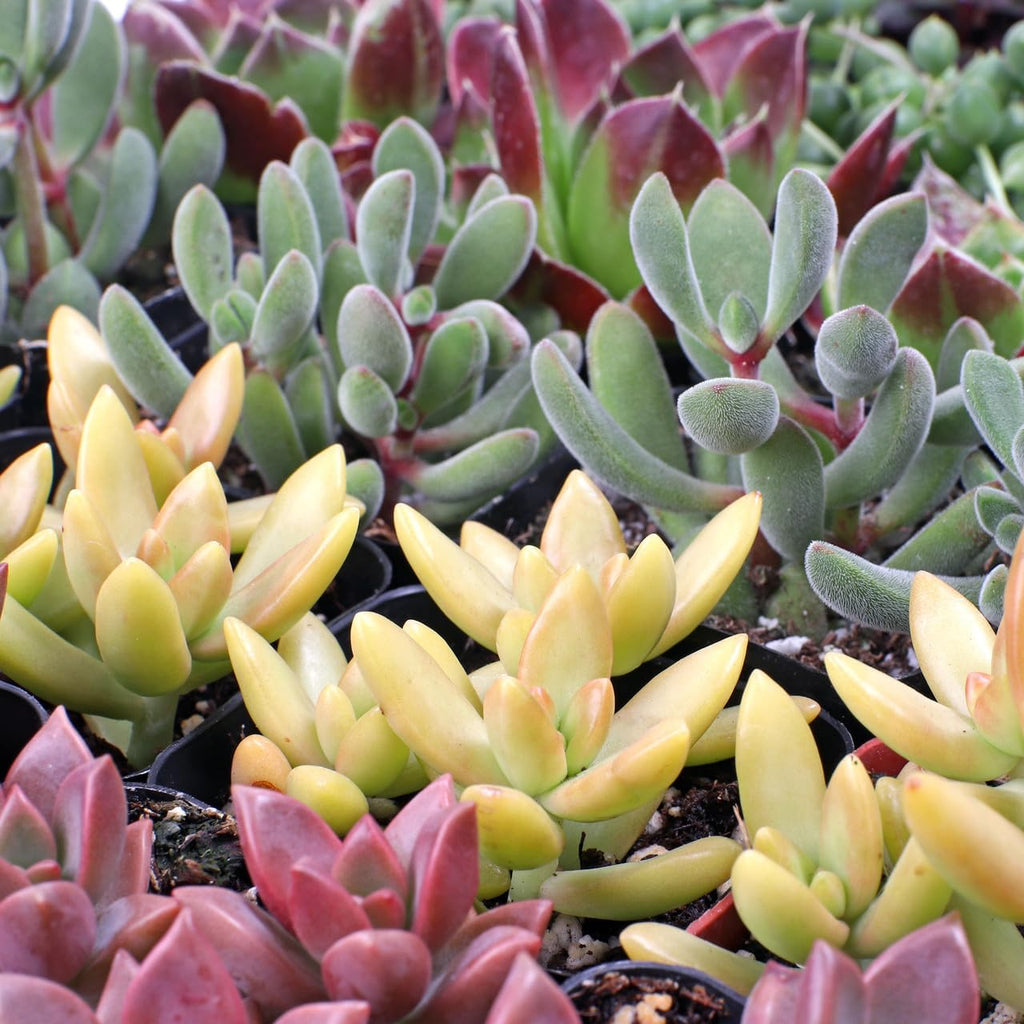 Mountain Crest Gardens Assorted Succulents Bulk Pack - 25 Live Plants in 2 Inch Pots - Real Indoor/Outdoor Succulents for DIY, Gifts, Weddings, and Home Decor