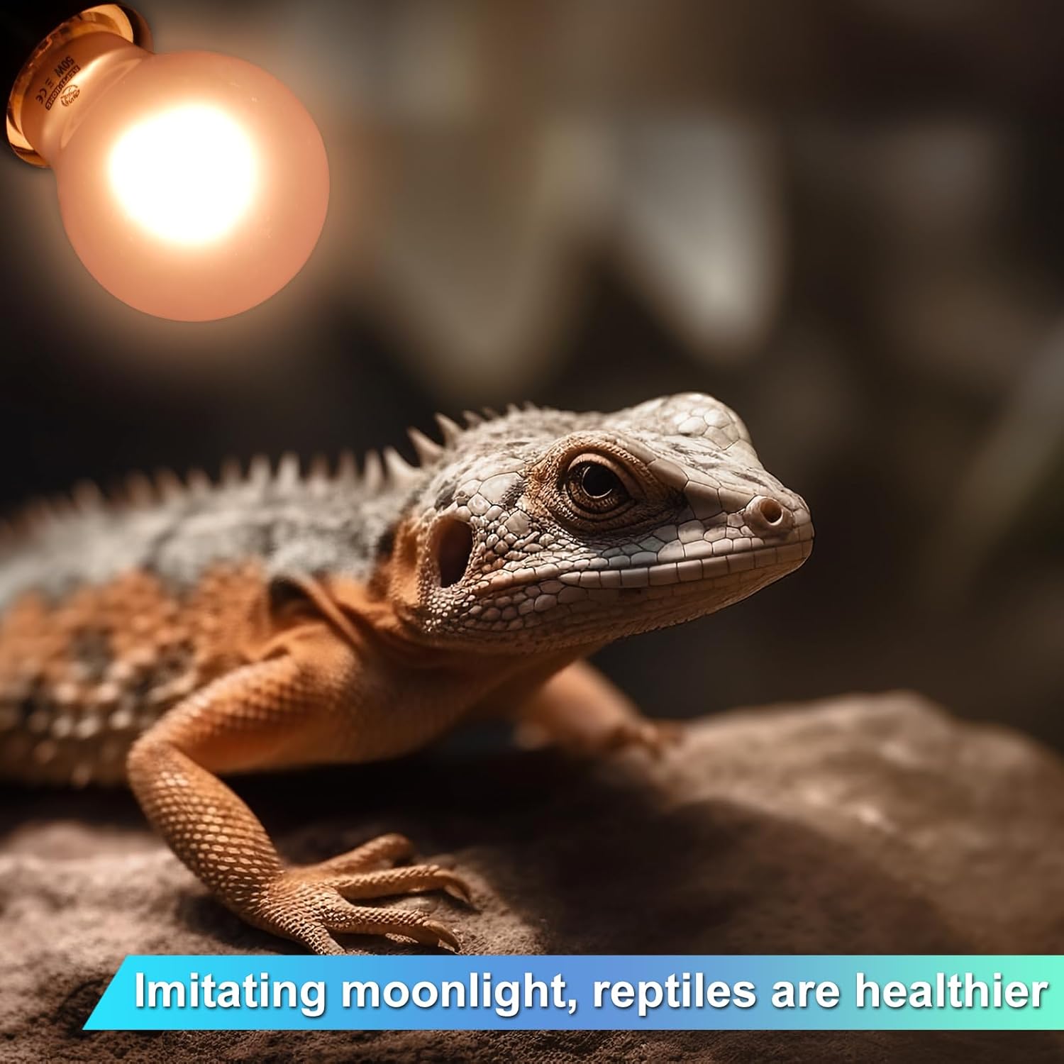 Reptile Heat Lamp 2 Pack 50W, Daylight Heat Bulb for Reptiles & Amphibians, Reptile Heat Light for Bearded Dragon, Lizard, Turtle