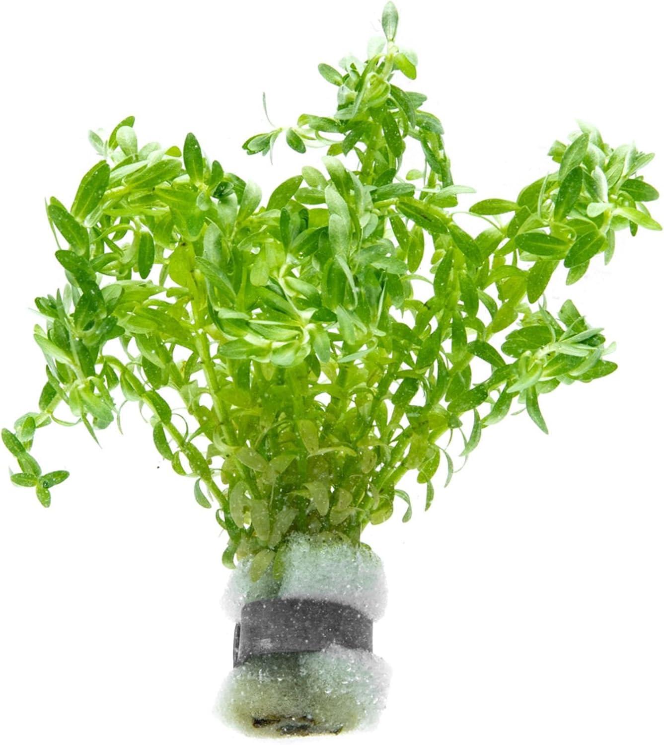 SubstrateSource Live Plants – Water Hedge (Didiplis Diandra) – High Light, Green with Red Tips, Midground to Background Accent – Lead Bunch, 1 Pack