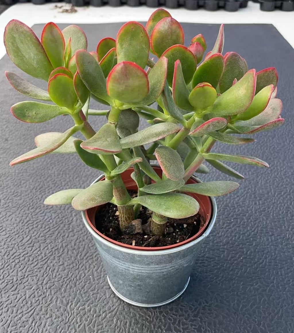 Golden Jade with Vintage Metal Pot, Live Crassula Ovata 'Hummel Sunset' Succulent, Rare Cute Plant, Home Office Décor