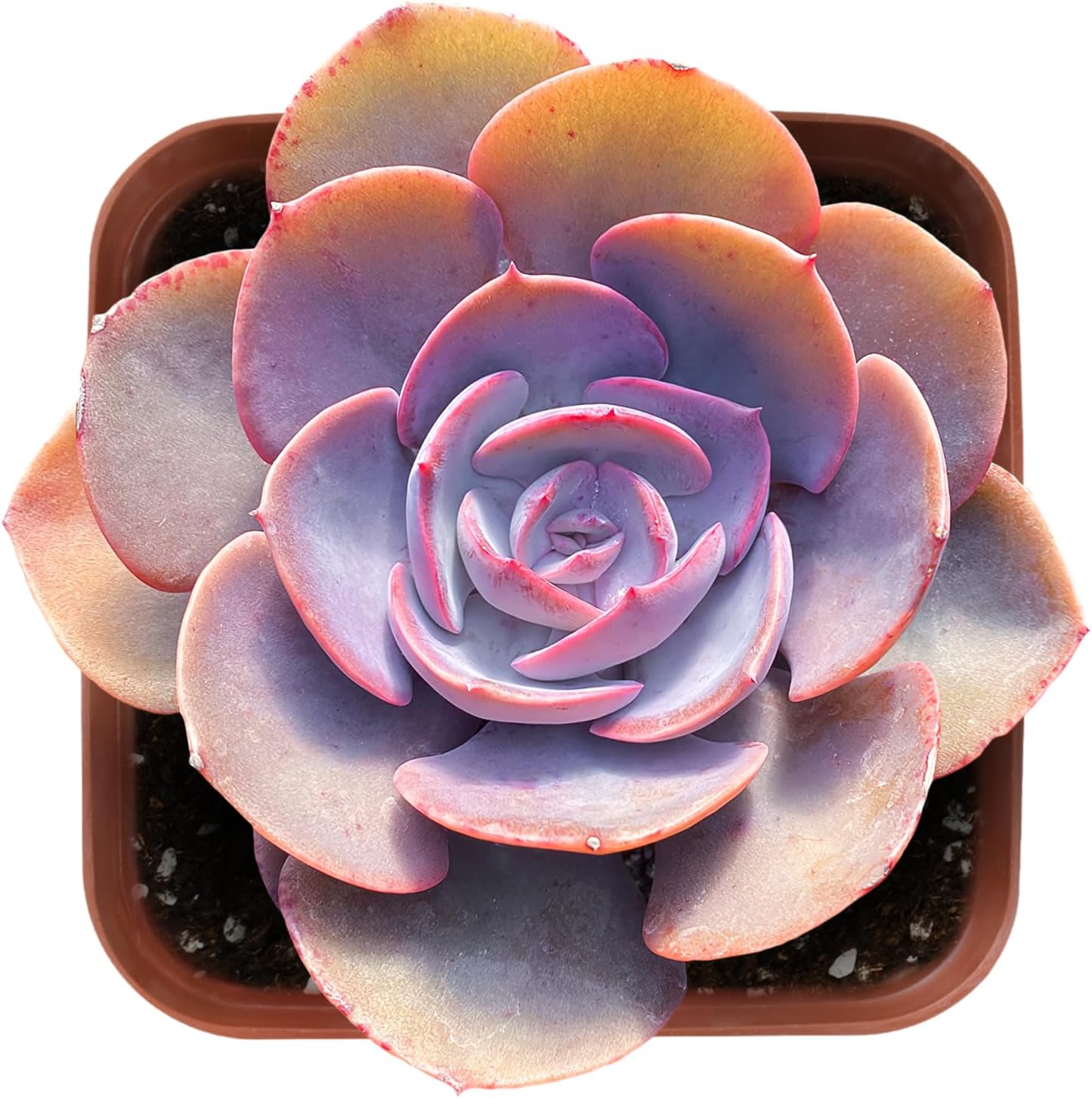 Sprout N Green Echeveria 'Dusty Rose', 1 Live Rare Mini Succulent Plant Fully Rooted in 2" Pot, Real House Plant for Indoor Outdoor Home Office Wedding Decoration Party Favor