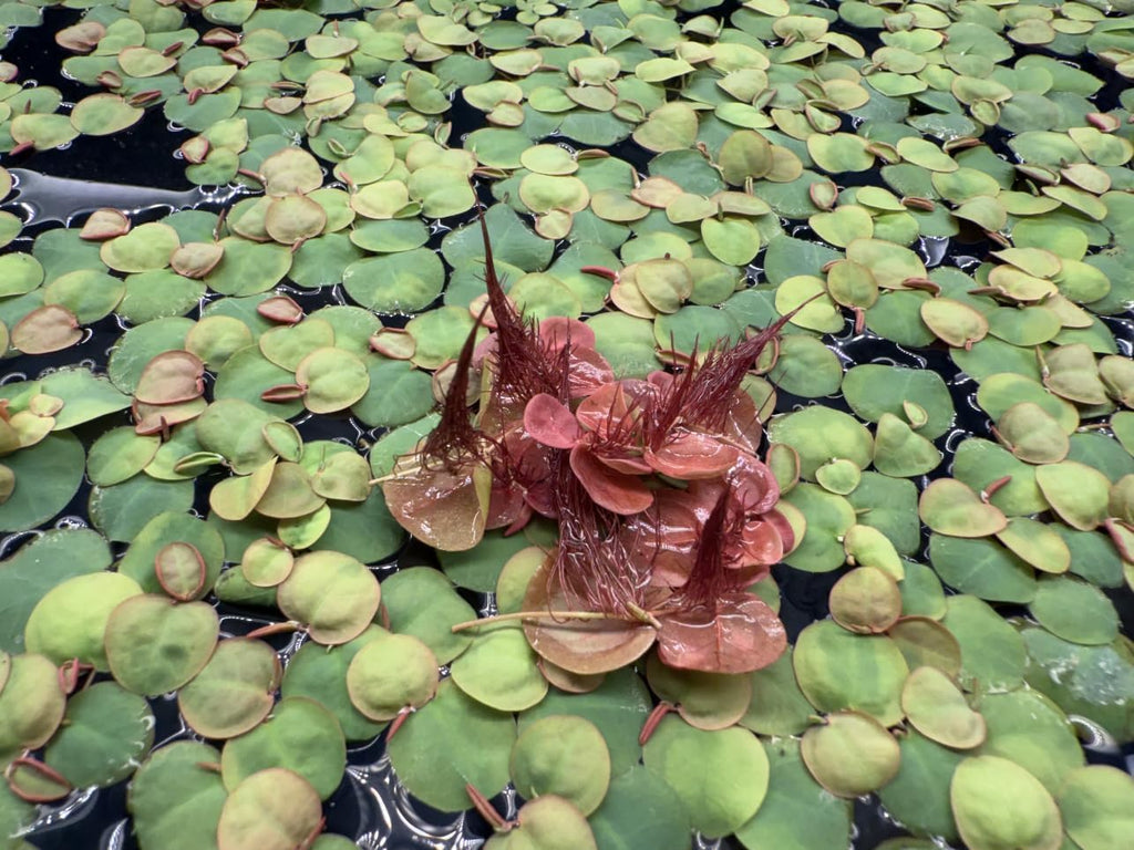 Red Root Floater Live Aquarium Plants, Phyllanthus Fluitans, 100+ Leaves Floating Aquatic Plant