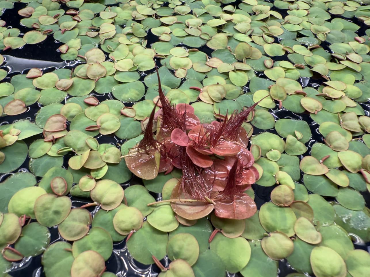 Red Root Floater Live Aquarium Plants, Phyllanthus Fluitans, 100+ Leaves Floating Aquatic Plant