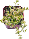 Succulents Plants Live 2" Sedum Little Missy, Live Mini Succulent Plants, Easy Care House Plants Rooted in Succulent Soil Mix, by The Succulent Cult