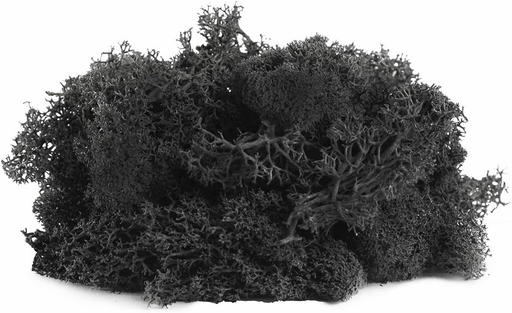 SuperMoss (21790 Reindeer Moss – Soft Preserved Moss for Home Decor, Crafts, Terrariums, Floral Design, and Wedding Decorations, 2,588 cu in, Black