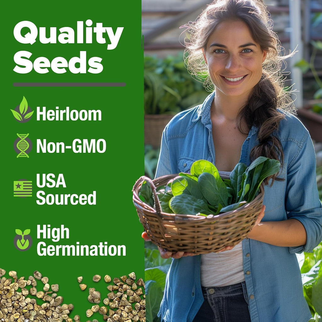 HOME GROWN Bloomsdale Spinach Seeds - 2 Bulk Packs (Spinacia oleracea) – 704 High Germination Heirloom Spinach Seeds for Planting – Leafy Green Lettuce – for Home Gardens