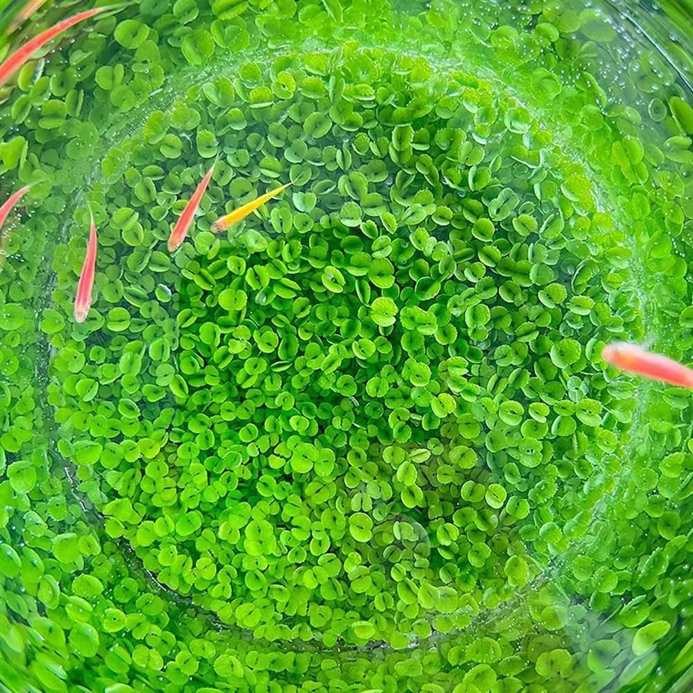 3 Pack Aquarium Plant S.e.e.d Set, not Artificial plasticl Plant. Real Grass Tank Decor Replacement for Resin or Plastic Grass N0：9527-12