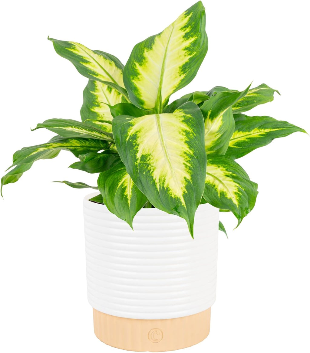 Costa Farms Dieffenbachia Live Plant Indoor, Easy Grow Light and Watering Houseplant, Potted in Indoors Garden Decor Plant Pot, Soil, Grower's Choice, Home and Office Plants Decor, 1 Foot Tall