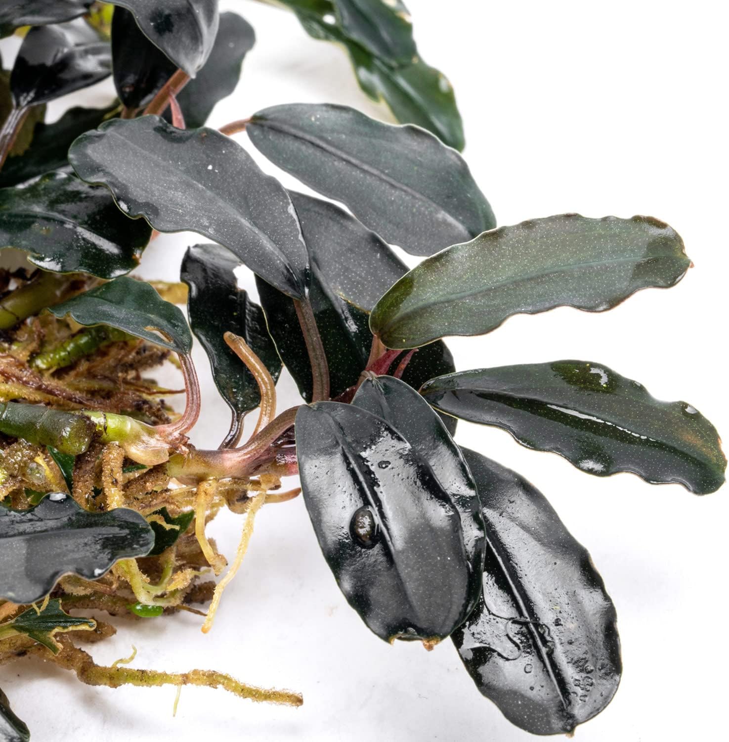 SubstrateSource Bucephalandra Deep Purple Live Aquarium Plant - Natural Freshwater Fish Tank Decorations and Aquatic Decor (Plant Clump (3 Plants))