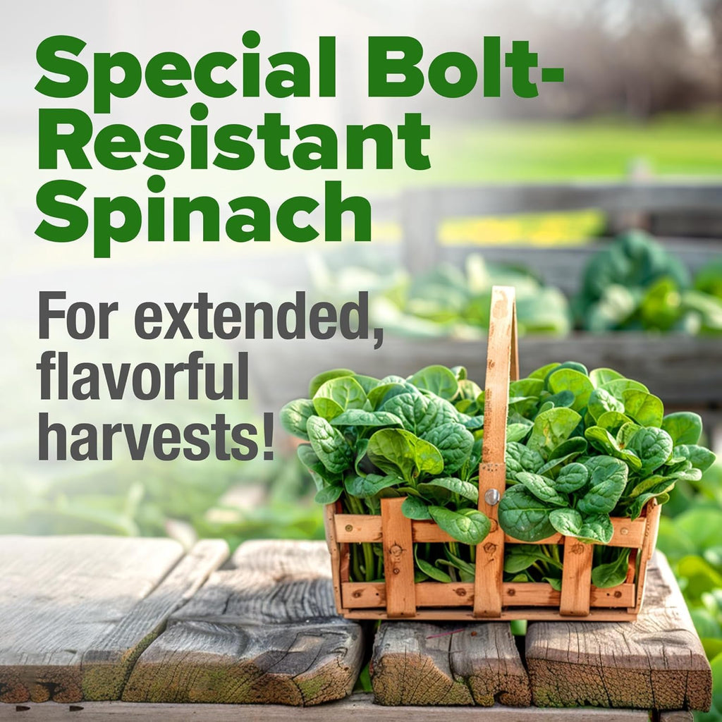 HOME GROWN Bloomsdale Spinach Seeds - 2 Bulk Packs (Spinacia oleracea) – 704 High Germination Heirloom Spinach Seeds for Planting – Leafy Green Lettuce – for Home Gardens