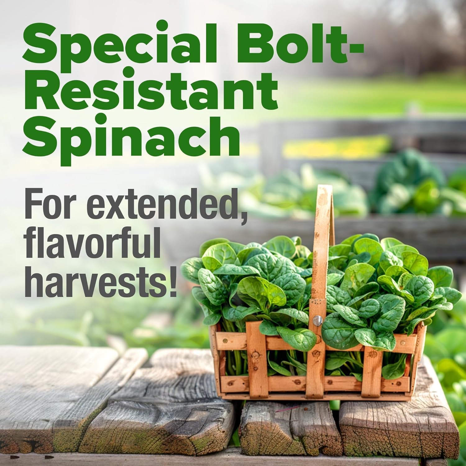 HOME GROWN Bloomsdale Spinach Seeds - 2 Bulk Packs (Spinacia oleracea) – 704 High Germination Heirloom Spinach Seeds for Planting – Leafy Green Lettuce – for Home Gardens